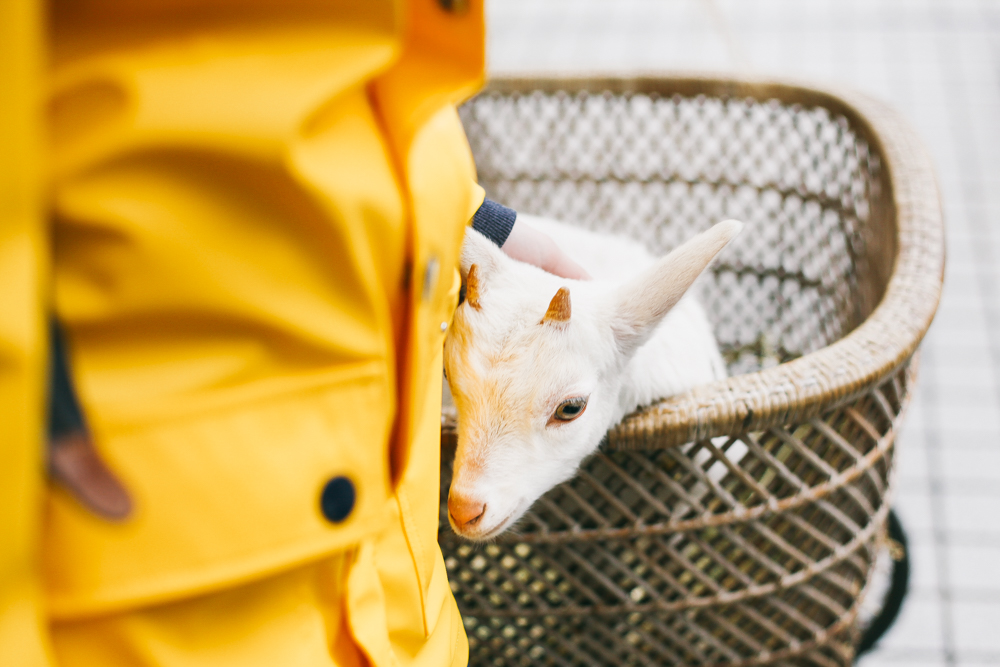my-favourite-blogs-2-take-courage-recipe-japan-baby-goat
